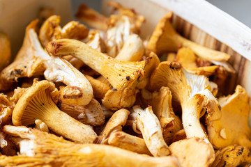 Ripe golden mushrooms in a wooden basket after harvesting