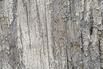 Old peeling paint on a wooden surface. retro wall background.
