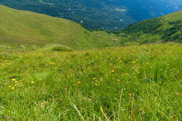 Fototapeta na wymiar Frische Almwiese in den Alpen, Bergen, mit Blick ins Tal