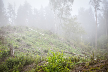 Fog in the forest in the early morning