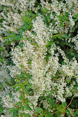 Blühender Schlingknöterich, Fallopia baldschuanica