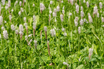 Beautiful white Plantago lanceolata flowers on the green grass and leaves background in the park in summer