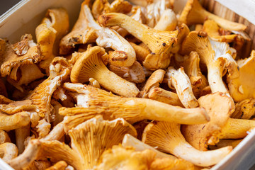 Close up of golden ripe harvested girolles in a wooden basket in sunny autumn