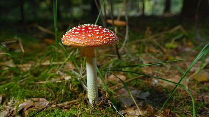 SLOW MOTION CLOSE UP Poisonous mushroom amantia muscaria growing in the woods