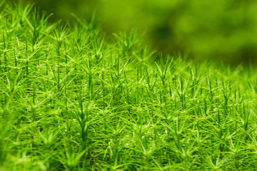 green grass, lively texture