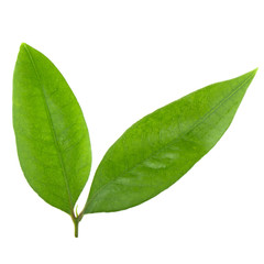 leaves of lychee isolated on white background