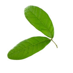 Obraz premium leaves of lychee isolated on white background