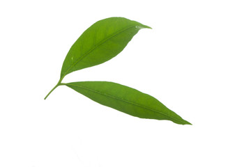 Obraz premium leaves of lychee isolated on white background