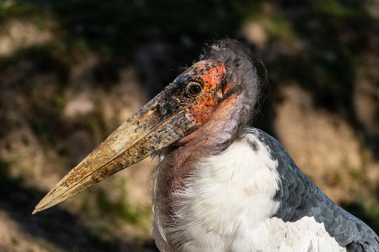 Portrait of large wading bird marabou stork (Leptoptilos crumenifer)