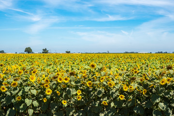 Obraz premium Beautiful sunflower field in central California