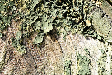 Old peeling paint on a wooden surface. retro wall background.