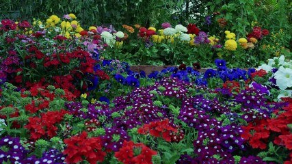 Footage of beautiful colorful flowers bloom in spring garden.Decorative flower blossom in springtime.Beauty of nature and vibrant colors. Flower garden.Flower nursery.Himalayas garden, India.