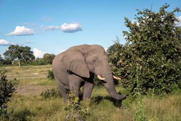 Large bull elephant standing in a clearing eating green leaves from a tree.  Image taken on the Okavango Delta in Botswana.