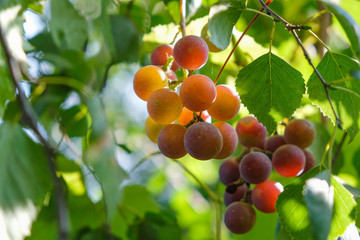 Two bunches of red grapes in the soft light of the evening sun. The vine is woven with birch branches. Ukrainian nature.