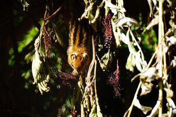 Tamiops swinhoei squirrel eating berries , lovely nice small animal 