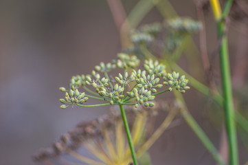 Fennel flower close up
