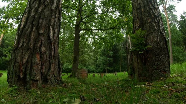 First World War German Soldiers And Victims Cemetery In The Forest. Pan Left