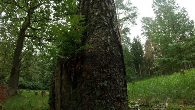 WWI German Soldiers And Victims Cemetery In The Forest. Pan Left