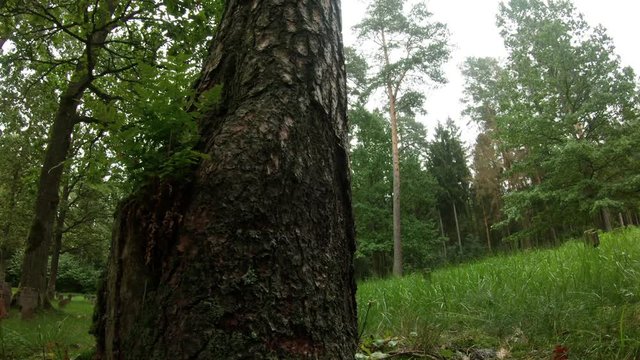 WWI German Soldiers And Victims Cemetery In The Forest. Pan Right