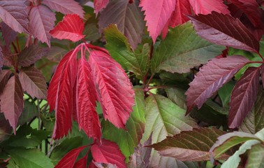 leaves of wild grapes in the country