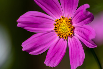 Obraz premium Pinkfarbene Blüte in voller Schönheit mit weit geöffneten Blütenblättern und gelben Stempeln voller Blütenpollen lädt Insekten wie Bienen und Hummeln zur Nektarsuche und Honigproduktion ein