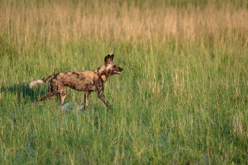 African wild dog hunting in the Okavango Delta flooded grasslands in Botswana.