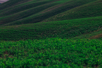 Rolling green grassland hills.