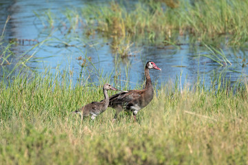 Adult Spur-Winged Goose with juvenile near flooded grassland.  Image taken in the Okavango Delta, Botswana.