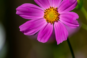 Pinkfarbene Blüte in voller Schönheit mit weit geöffneten Blütenblättern und gelben Stempeln...