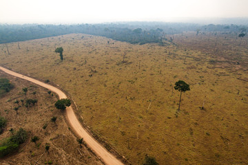 Pasture areas derived from illegal deforestation near the Menkragnoti Indigenous Land. Pará - Brazil