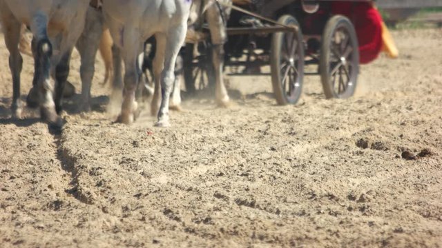 Horses pulling a wagon through a dusty field. Close up of the hooves of a team of horses pulling a carriage. World of horses.