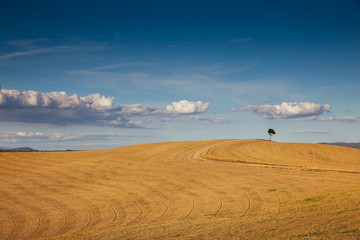 Obraz premium Rolling hills in autumn after harvest.