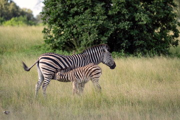 Fototapeta na wymiar Mother zebra and nursing foal. Image taken on the Okavango Delta, Botswana.