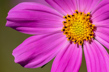 Obraz premium Pinkfarbene Blüte in voller Schönheit mit weit geöffneten Blütenblättern und gelben Stempeln voller Blütenpollen lädt Insekten wie Bienen und Hummeln zur Nektarsuche und Honigproduktion ein