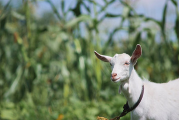 portrait of white adult goat grassing on summer meadow field at village countryside