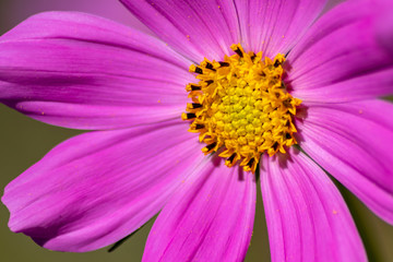 Pinkfarbene Bl&uuml;te in voller Sch&ouml;nheit mit weit ge&ouml;ffneten Bl&uuml;tenbl&auml;ttern und gelben Stempeln voller Bl&uuml;tenpollen l&auml;dt Insekten wie Bienen und Hummeln zur Nektarsuche und Honigproduktion ein