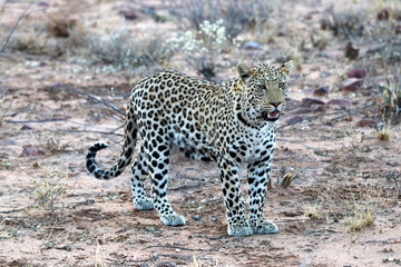 a leopard in the steppe - Namibia Africa