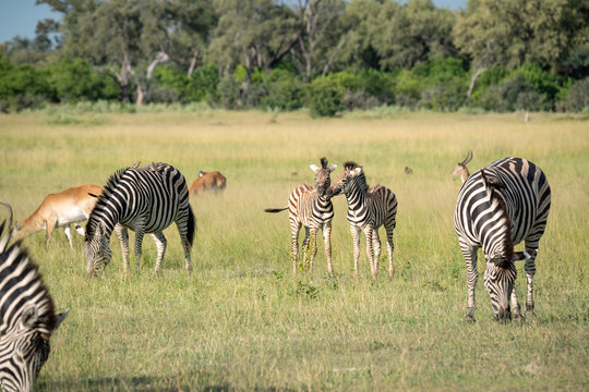 Mixed herd of zebra and impala grazing on grass with two young zebra foals standing in the center.  Image taken on the Okavango Delta, Botswana.