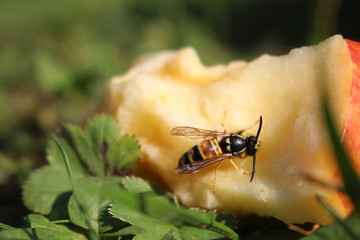 Wespe auf Apfel 1