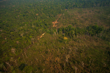 A logging branch within the Menkragnoti Indigenous Land. Illegal logging and deforestation for farm...