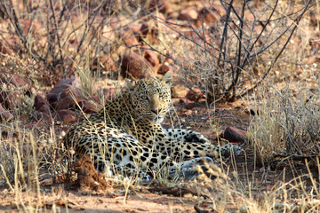 a leopard in the steppe - Namibia Africa