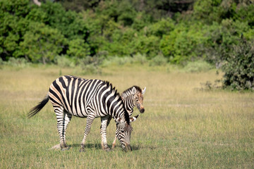Mother zebra with foal.  Image taken in the Okavango Delta, Botswana.