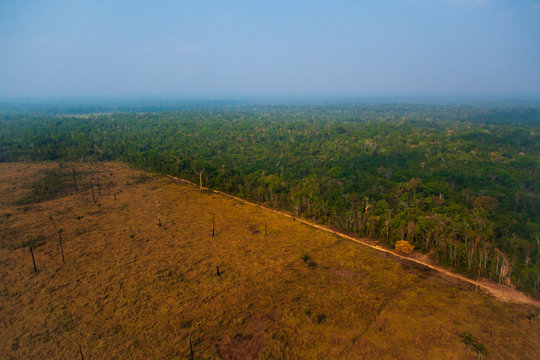 A logging branch within the Menkragnoti Indigenous Land. Illegal logging and deforestation for farm formation are the major causes of deforestation in the Amazon rainforest. Par&aacute; - Brazil