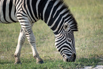Fototapeta na wymiar Close-up of an adult zebra grazing on grass. Image taken on the Okavango Delta, Botswana.