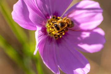 Fleißige Biene bestäubt bei der Nektarsuche mit Blütenpollen die violette Blüte in voller Blütenpracht und offener Blüte isoliert im Sonnenschein