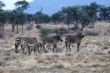 Fototapeta na wymiar Hartmann's mountain zebra (Equus zebra hartmannae) - Namibia Africa