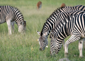 Fototapeta na wymiar Close-up of a herd of adult zebra grazing on grass. Image taken on the Okavango Delta, Botswana.