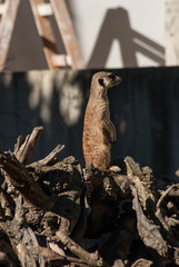 SONY DSC © SimonQbala