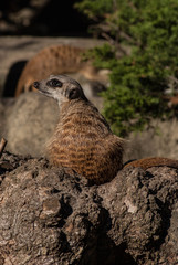 SONY DSC © SimonQbala