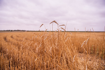 Wheatfield. Ears of golden wheat close up. Beautiful Nature Sunset Landscape. Rural Scenery under Shining Sunlight. Background of ripening ears of a wheat field. Rich harvest Concept. Label art design
